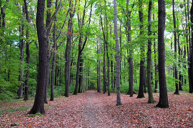 Datei:Wanderweg vom König-Albert-Denkmal.jpg